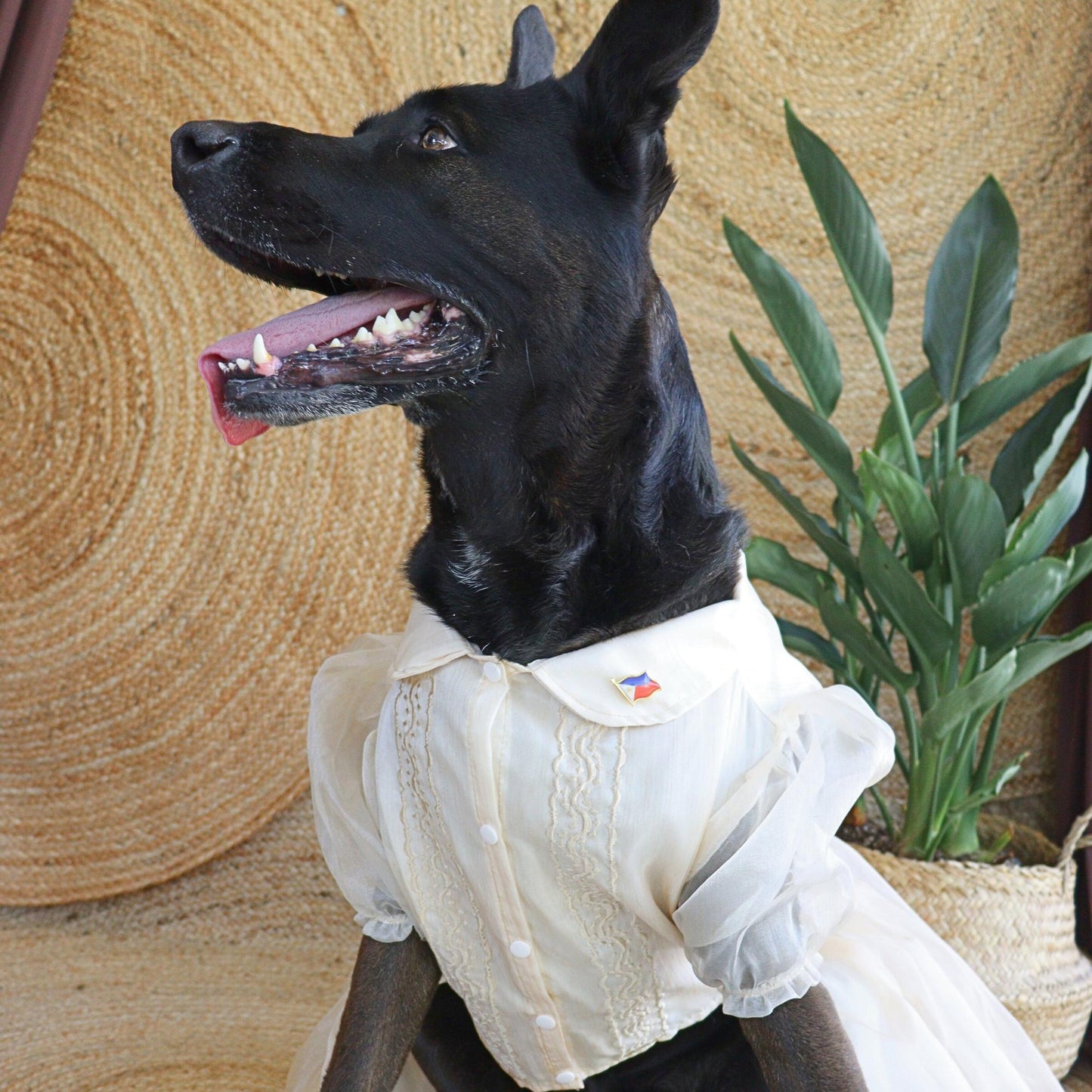 Cream Dress Barong