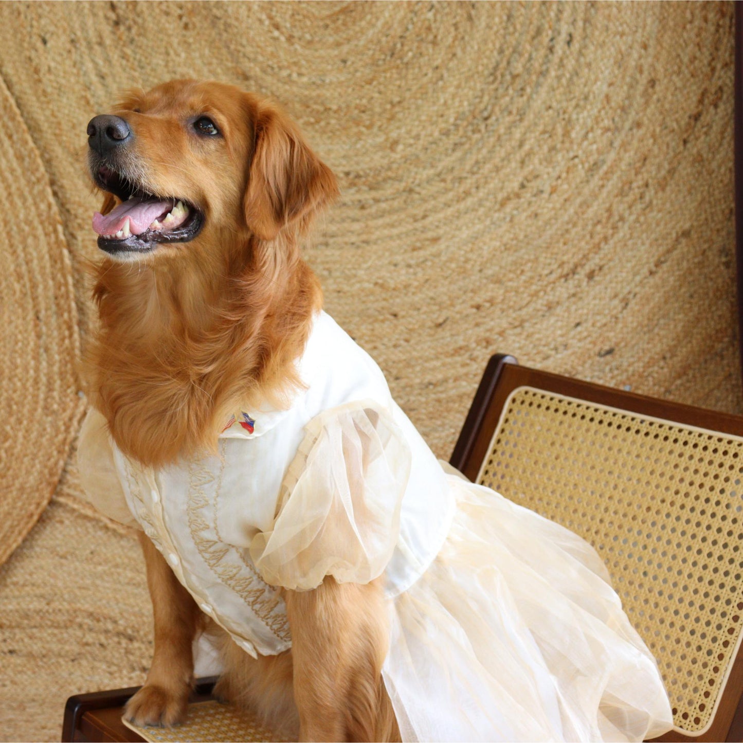 Cream Dress Barong