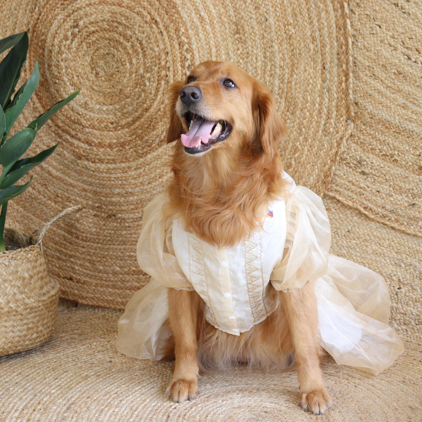 Cream Dress Barong