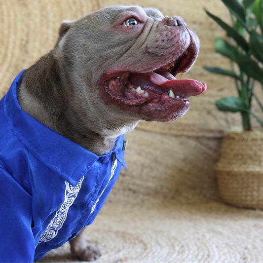Royal Blue Mens Barong