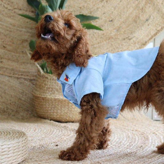 Dog wearing a light blue shirt with a small flag on a woven surface