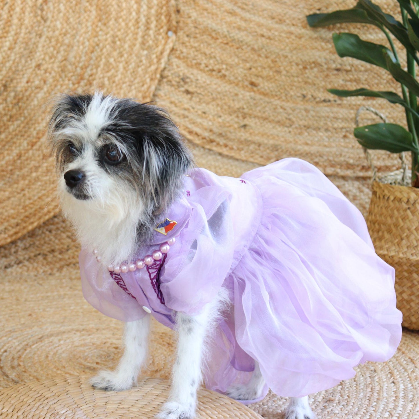 Small dog wearing a purple dress with a pearl necklace on a woven surface.