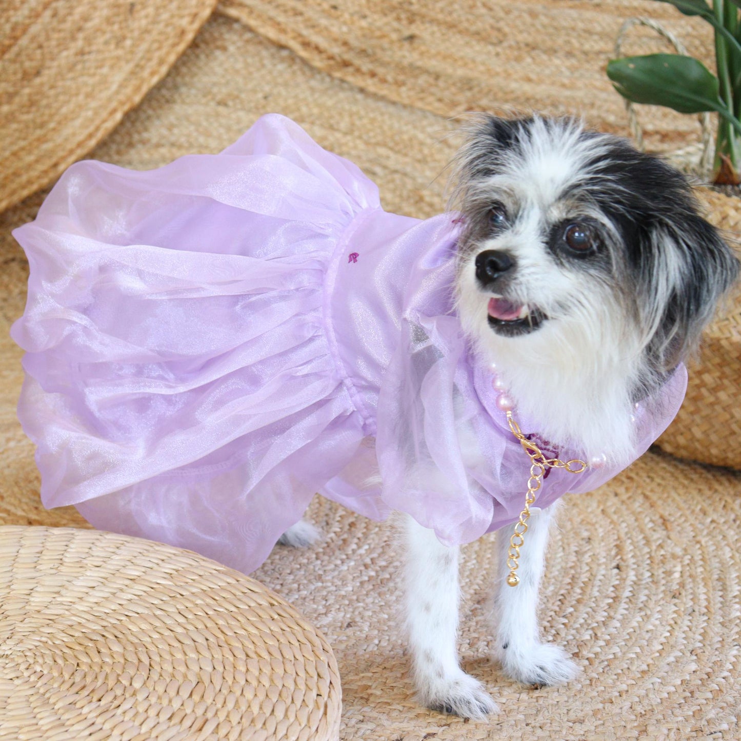 Dog wearing a purple dress on a woven surface