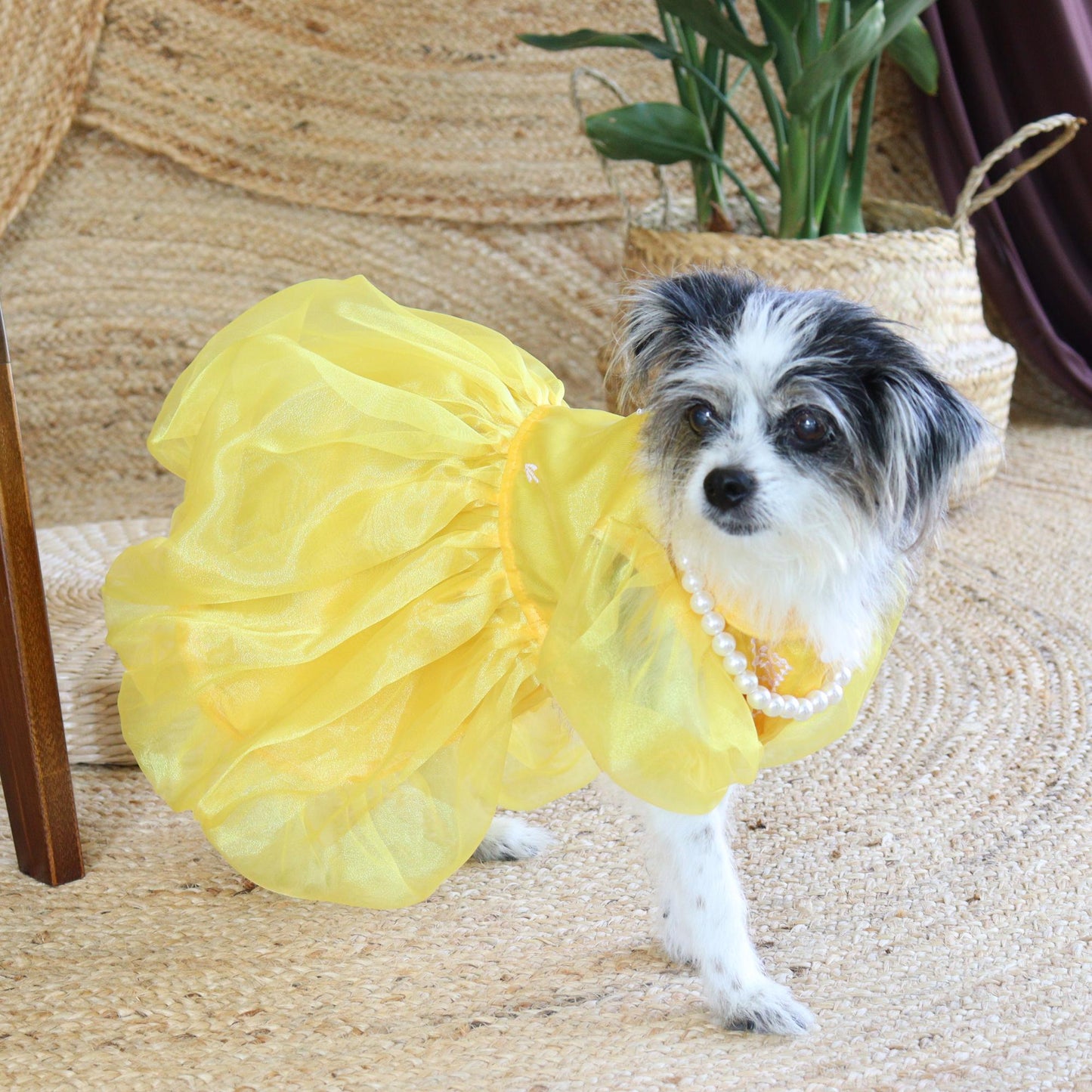 Dog wearing a yellow dress with a pearl necklace on a textured surface